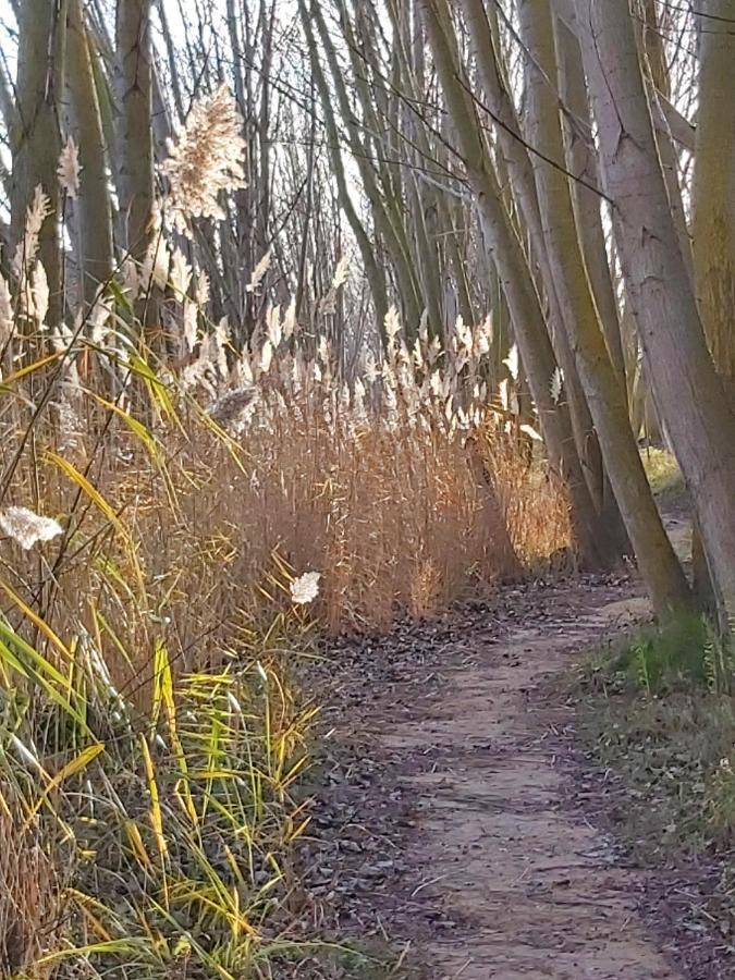 Bonita Cabana De Los Arboles En La Rioja , Durmiendo Entre Arboles Anguciana ภายนอก รูปภาพ