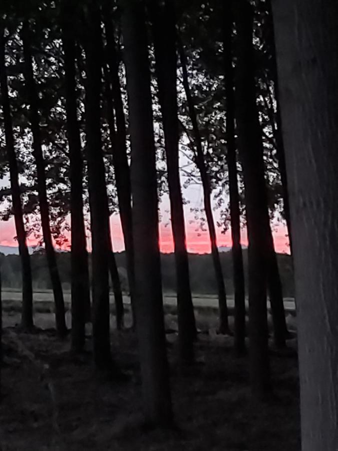 Bonita Cabana De Los Arboles En La Rioja , Durmiendo Entre Arboles Anguciana ภายนอก รูปภาพ